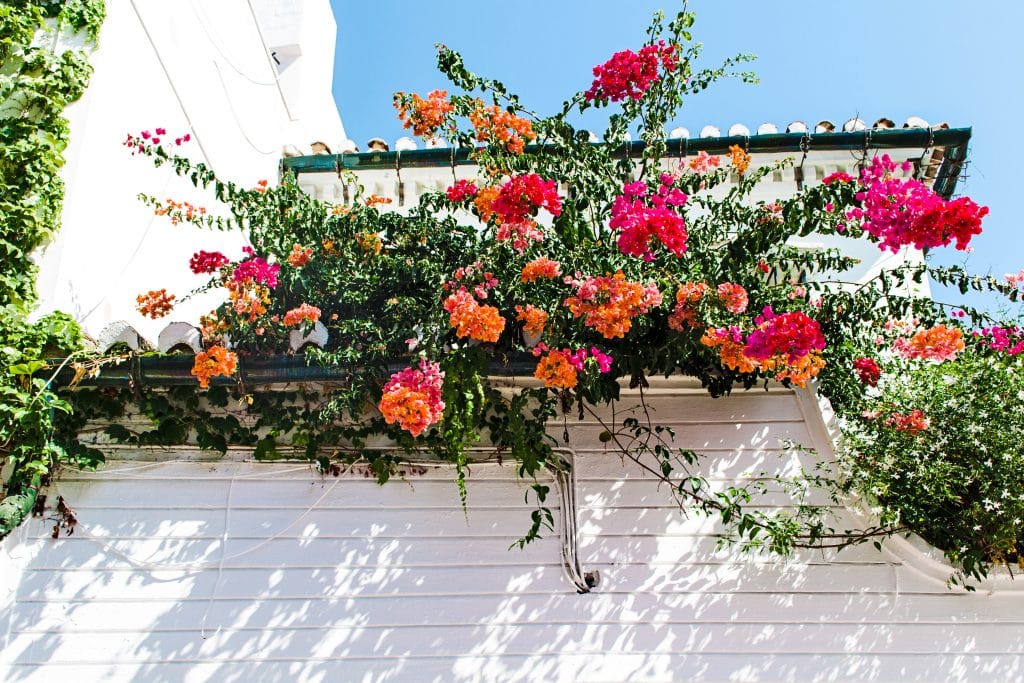 Les fleurs saisonnières à avoir sur son balcon
